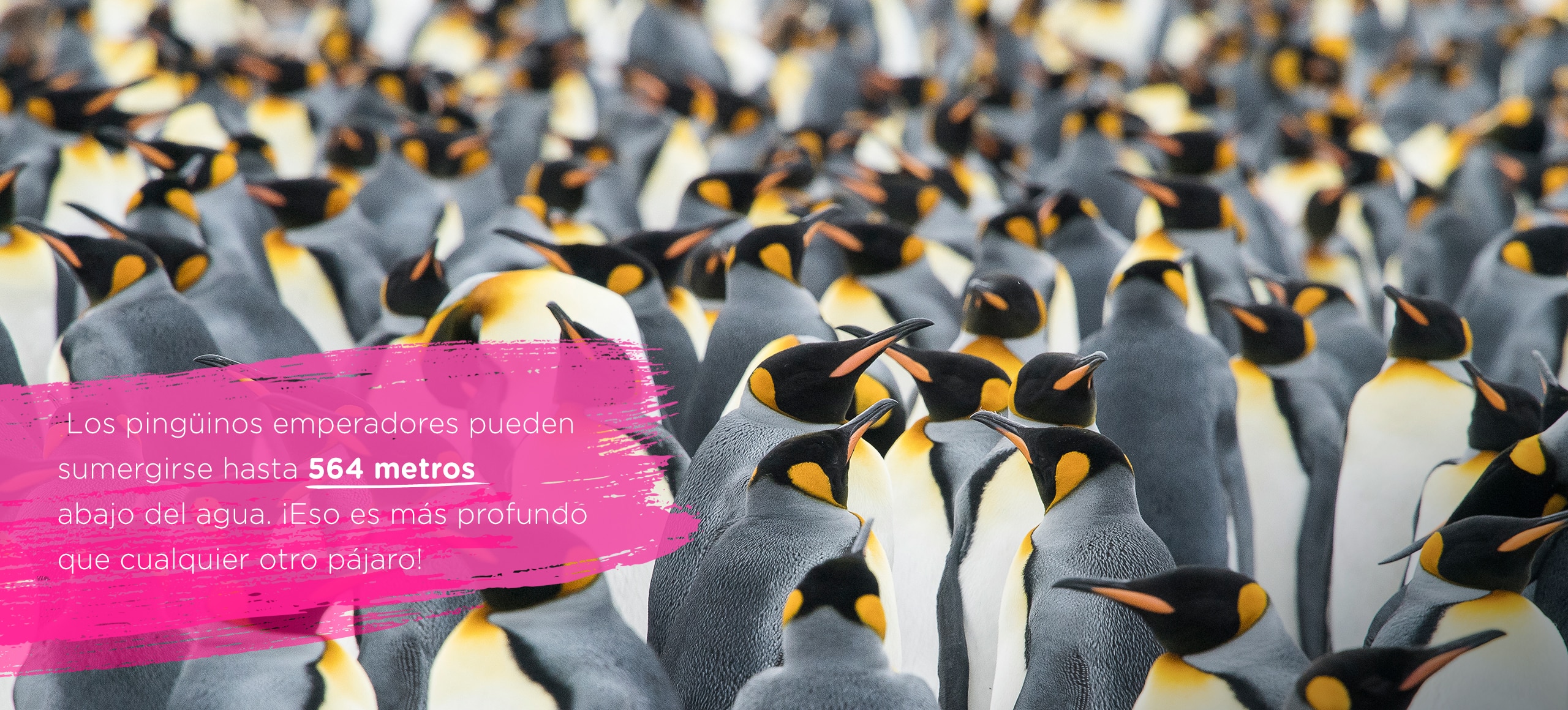 Penguins locos por el agua