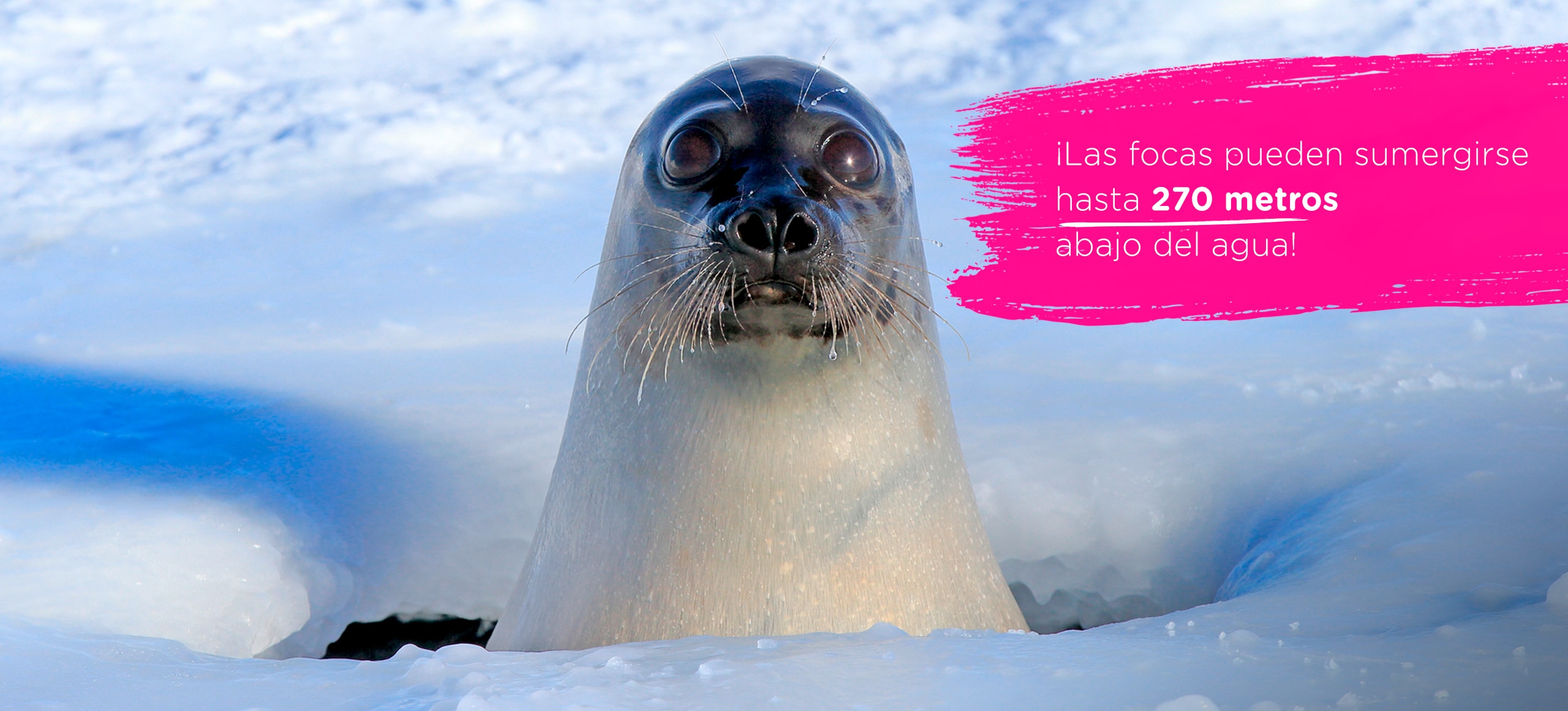 Foca