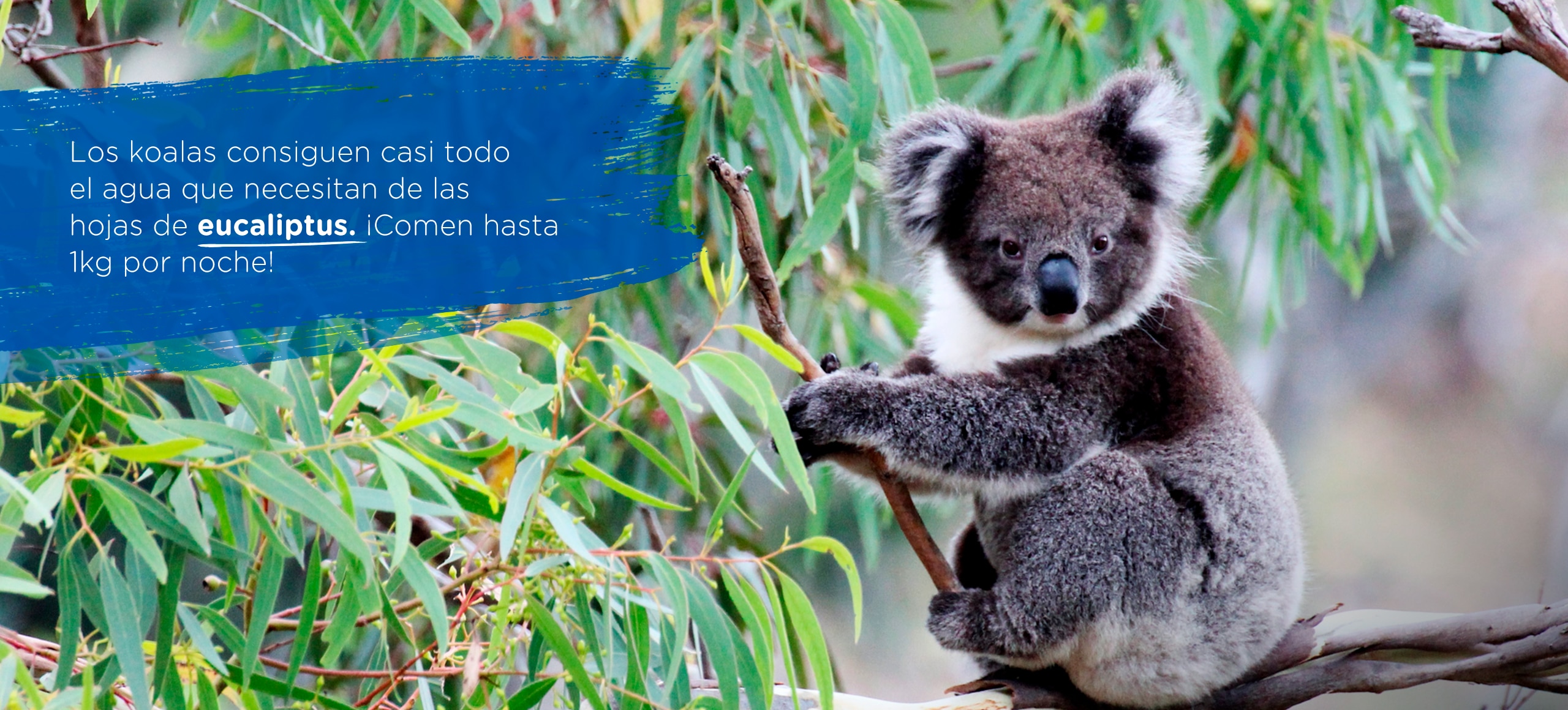 Koala Locos por el Agua