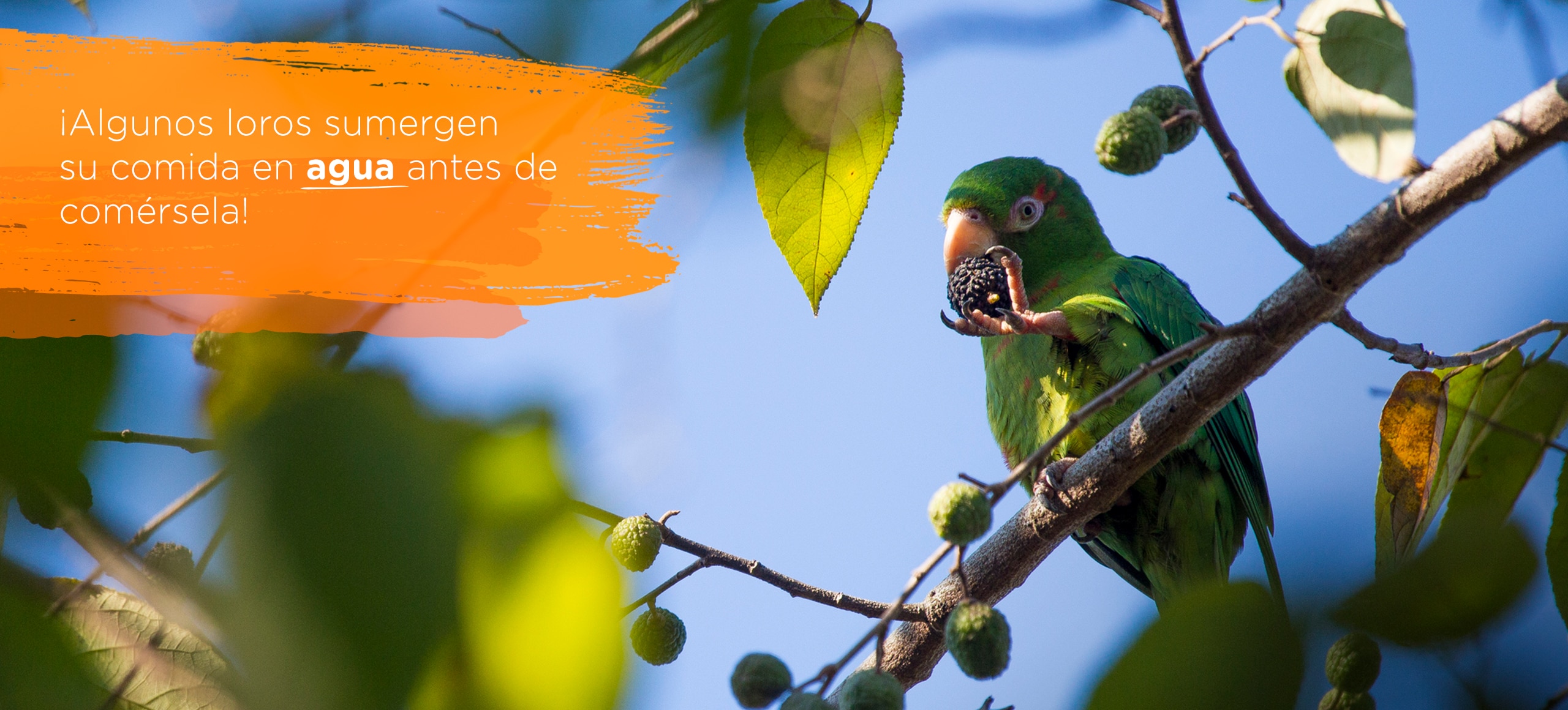 Loros, Locos por el Agua