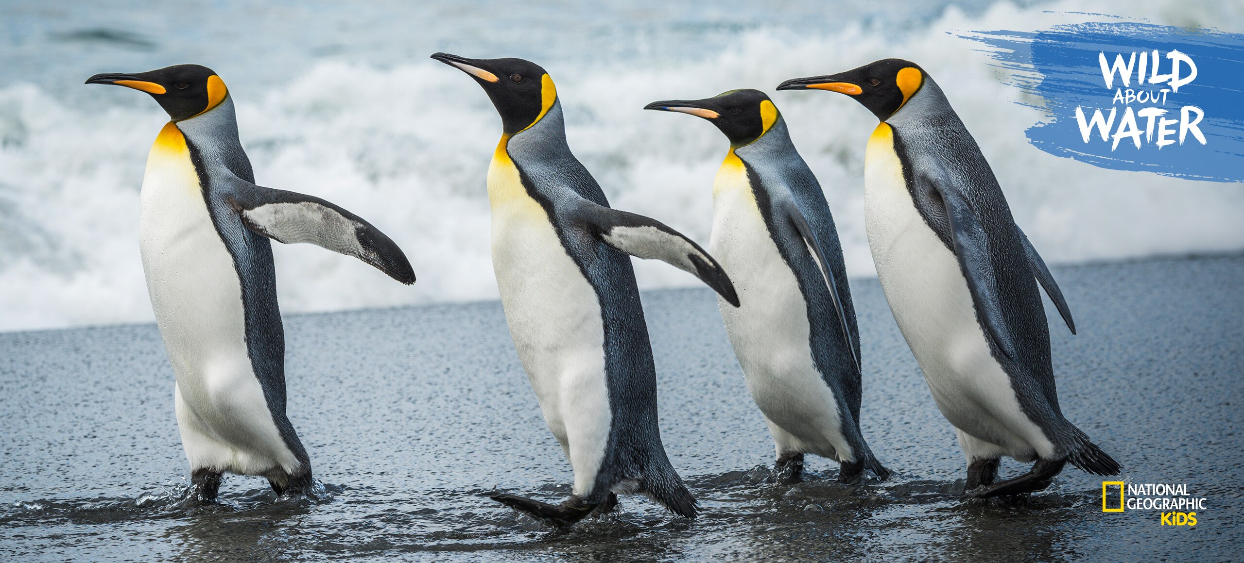 pingüinos emperados