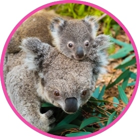 Koala con su cría en su cabeza comiendo hojas.