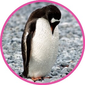 Pingüino intenta camuflarse con la nieve