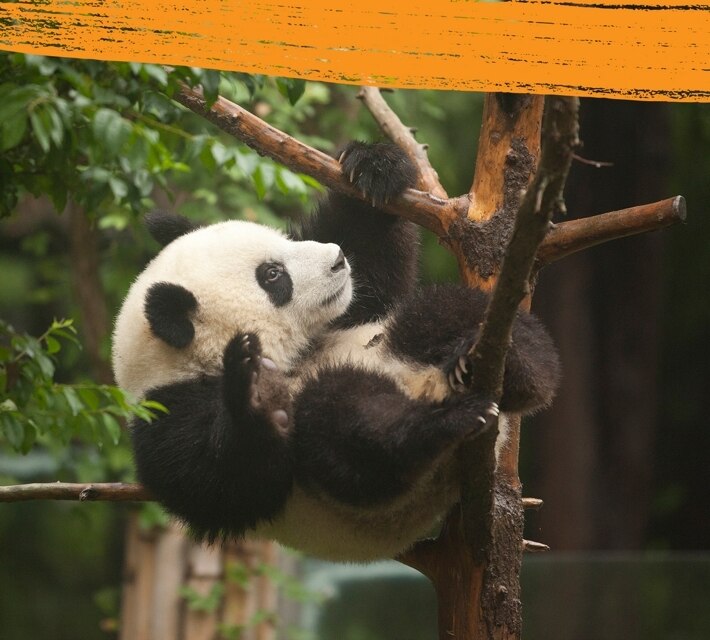Un panda gigante blanco y negro trepando un árbol en su entorno/hábitat natural.