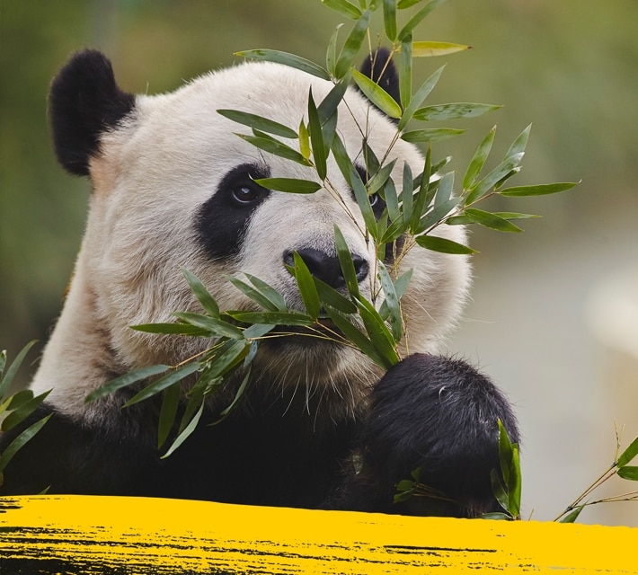 (Un) Panda gigante masticando su comida favorita bambú. 