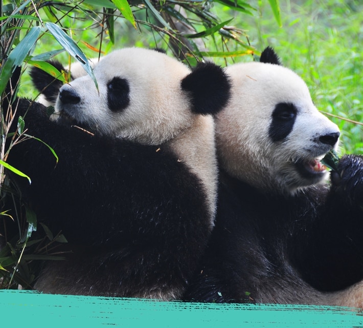 Grupo de pandas gigantes en su hábitat natural.