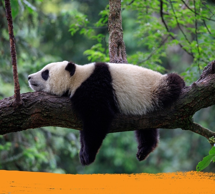 Panda durmiente sobre un árbol en su hábitat natural.
