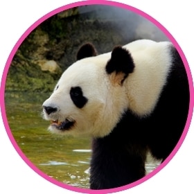 Panda gigante caminando cerca del agua del río.
