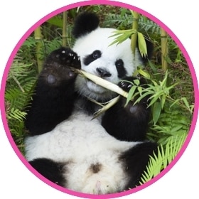 Oso panda torpe comiendo cañas de bambú