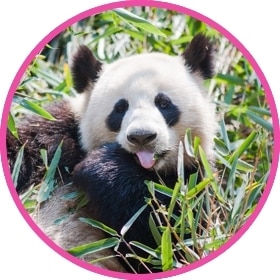 Oso panda blanco y negro comiendo hojas de bambú.