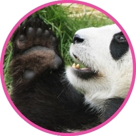 Panda gigante y cariñoso jugando y rodando por el piso