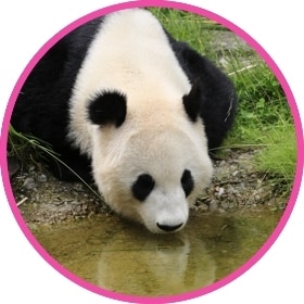 Panda gigante tomando agua del río.