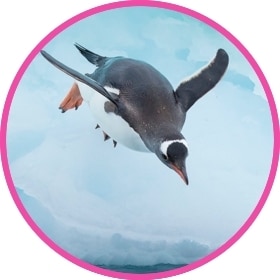 Pingüino antártico tirándose al agua.