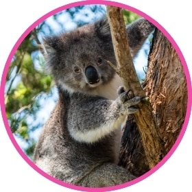 koala abrazando un árbol.