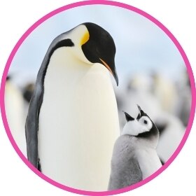 Pingüino emperador mirando a pingüino emperador bebé.