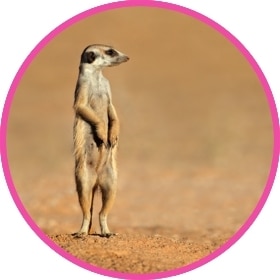 Suricata parada en el desierto