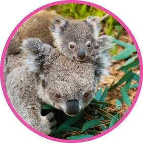Koala con su cría en su cabeza comiendo hojas.