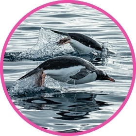 Grupo de pingüinos nadando en el agua