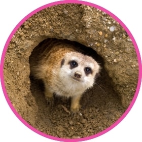Una adorable suricata espiando fuera de su hábitat