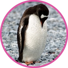 Pingüino intenta camuflarse con la nieve