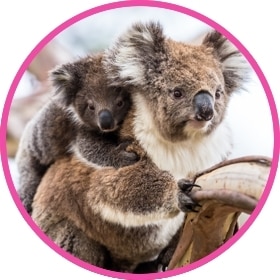 Koala cariñoso con un koala bebé en su espalda.