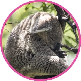 Koala adorable durmiendo en un árbol.