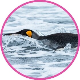 Pingüino deslizándose por el agua