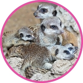 Adorable suricata bebé rodeada de su familia suricata
