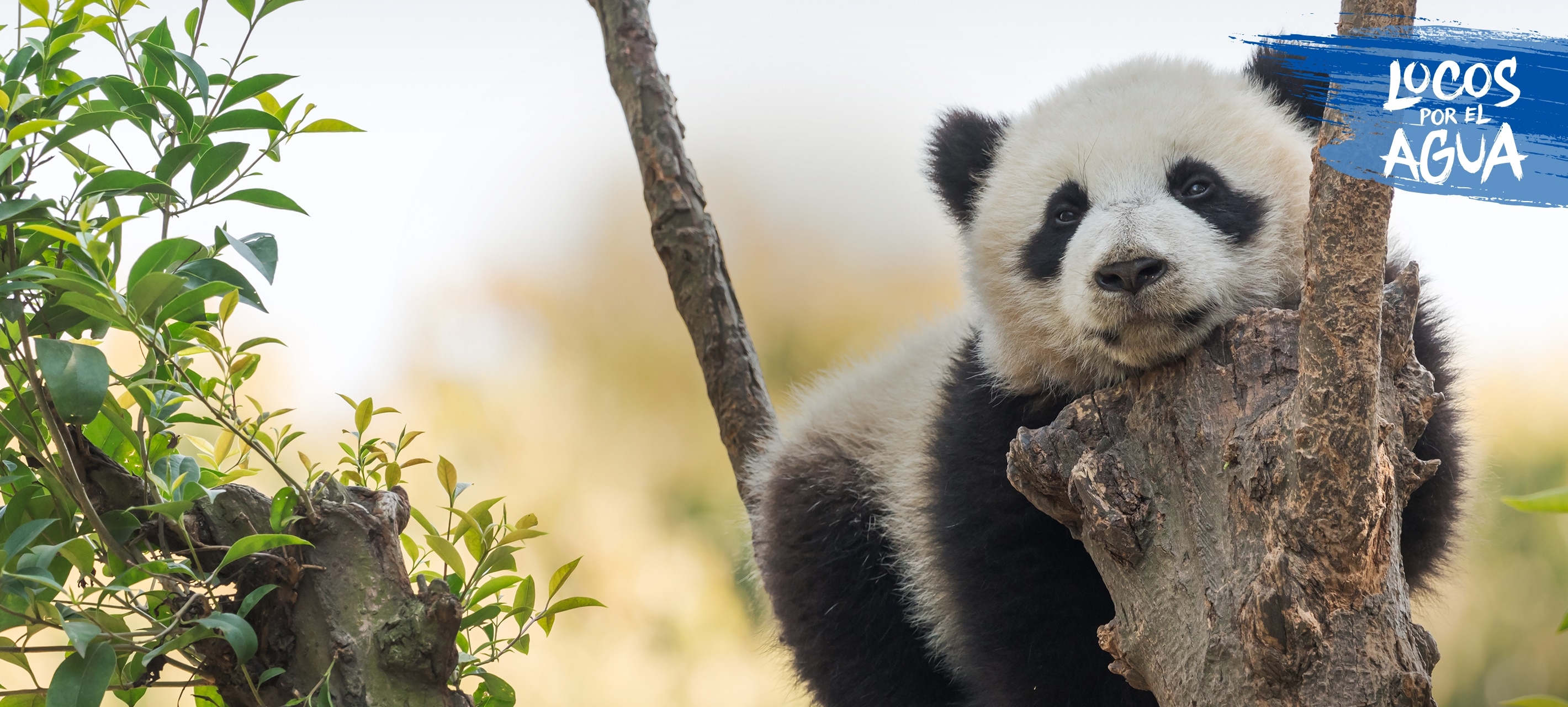 Panda en su habitad