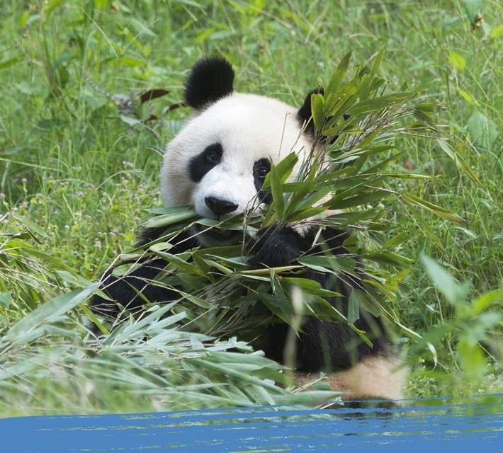 (Un) panda gigante blanco y negro disfruta comiendo su comida favorita. 