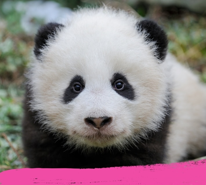 (Un) Panda adorable mirando a la cámara.