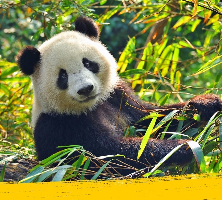 (Un) panda tierno/tlindo/adorable relajándose en la naturaleza 