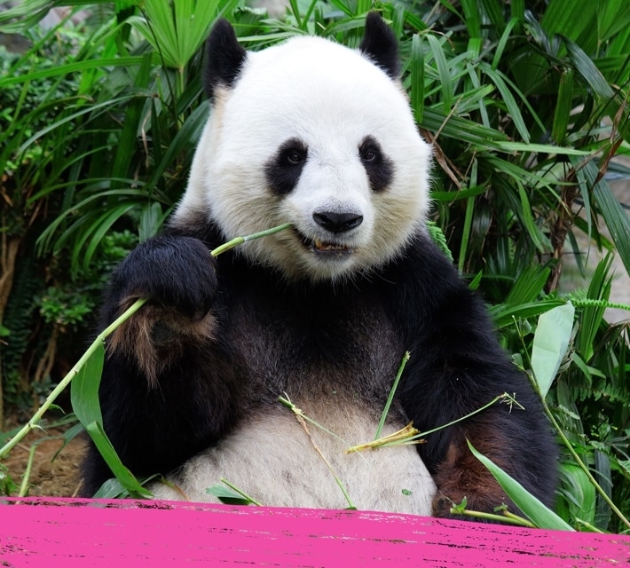 (Un) panda gigante masticando su comida favorita bambú