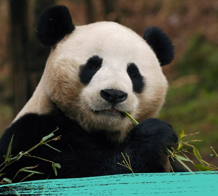 Panda gigante blanco y negro masticando bambú.