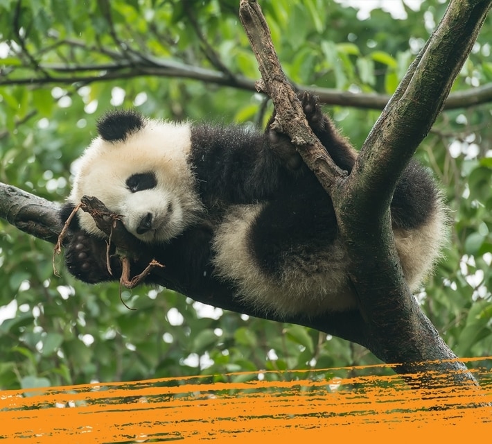 Panda gigante blanco y negro colgando de un árbol en su hábitat natural
