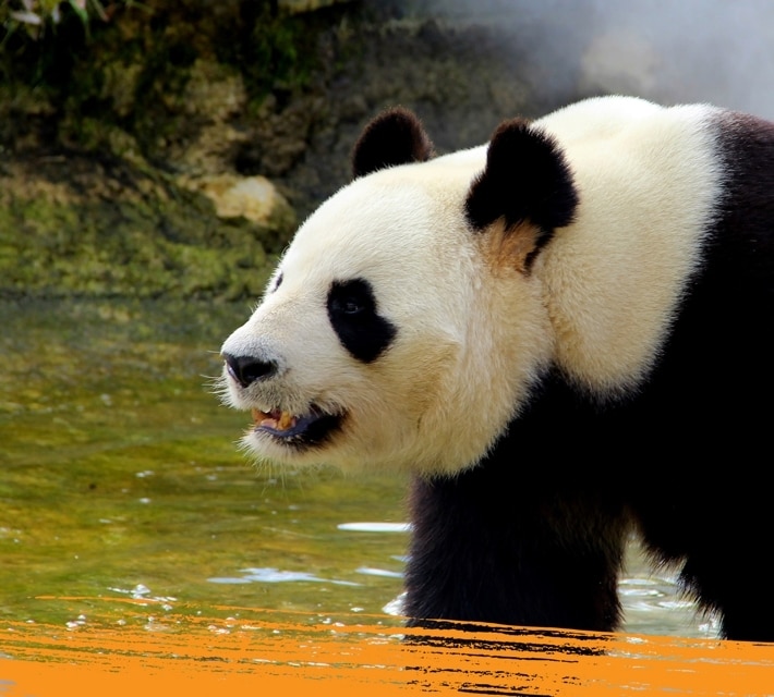 (Un) Panda gigante cerca de un pequeño estanque