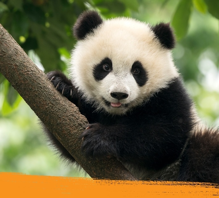 (Un) panda gigante relajándose sobre un árbol en la naturaleza. 