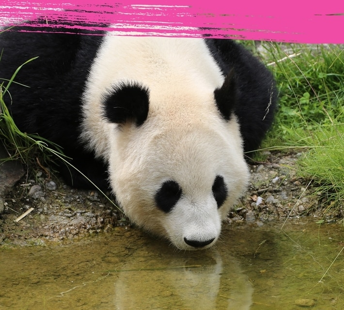 Panda gigante tomando agua de un pequeño estanque.