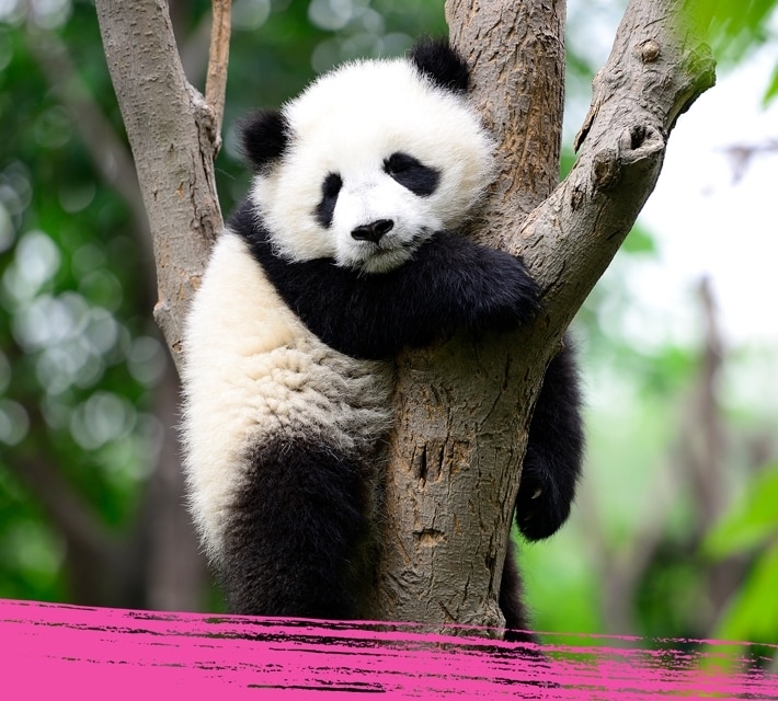 (Un) Panda gigante abrazando un árbol en su hábitat natural
