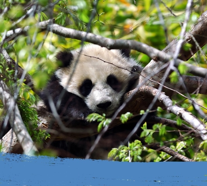 (Un) panda durmiente sobre un árbol en la naturaleza