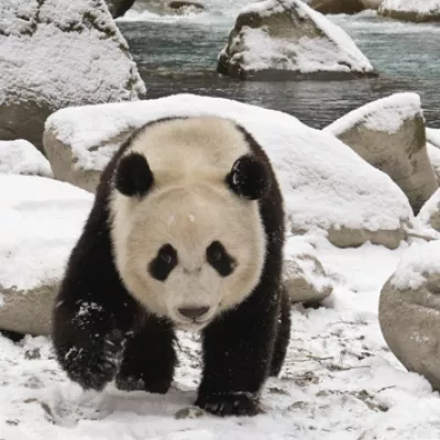Oso panda