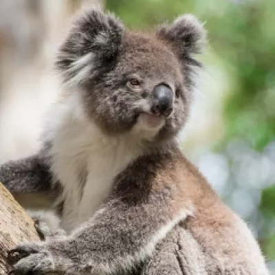 El turno del koala